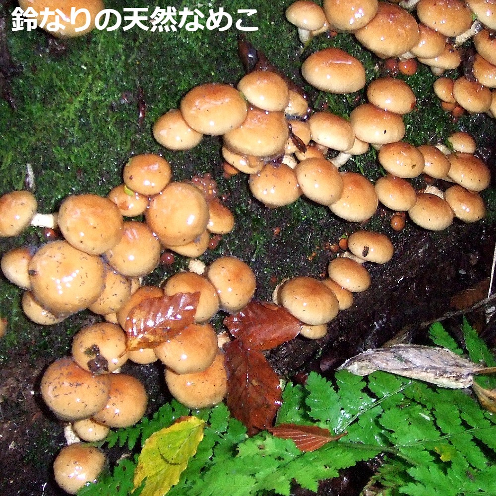 【予約受付】 おいしい天然なめこ きのこ 2kg以上 天然ならではの味と風味をどうぞ 山形産(sweetpool gardenさん)のメインイメージ
